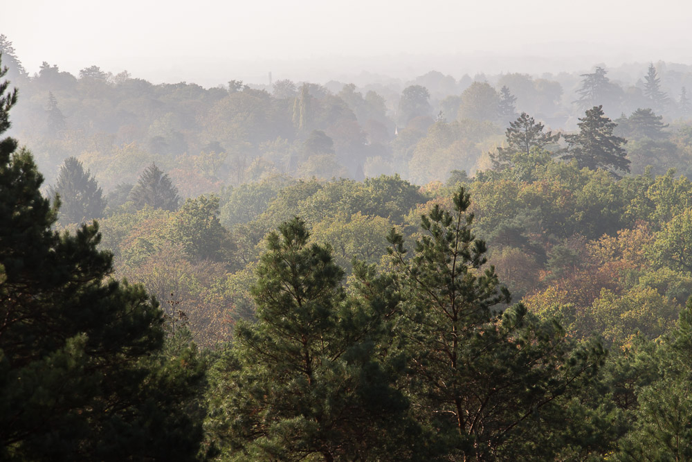 Forêt de Fontainebleau et pylône de guet