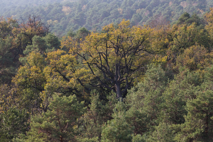 Lire la suite à propos de l’article Découverte de la biodiversité en forêt avec Chaville Environnement