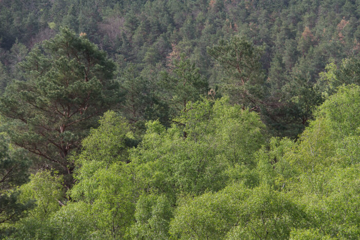 Lire la suite à propos de l’article Dans le massif des Trois Pignons au printemps