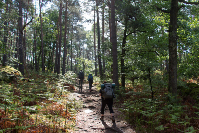 Lire la suite à propos de l’article Une nuit dans la forêt de Fontainebleau