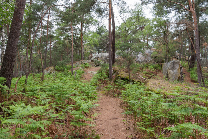 Lire la suite à propos de l’article Au sud de la forêt de Fontainebleau