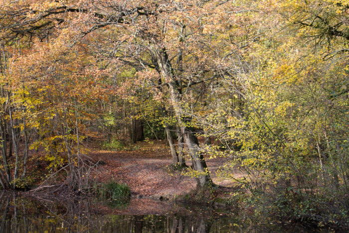 Lire la suite à propos de l’article La Forêt de Montmorency et sa lisière Sud-Ouest