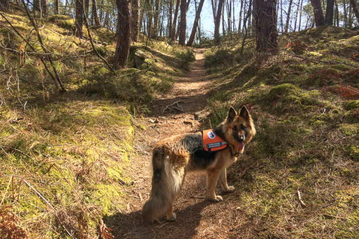 Lire la suite à propos de l’article Une balade en forêt avec La Patte Agile