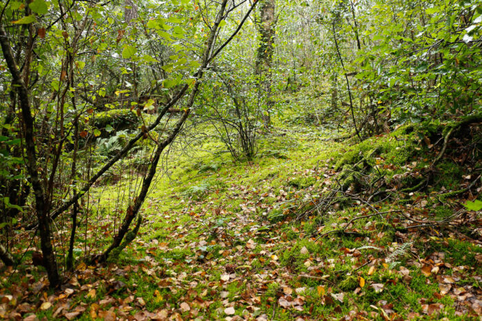Lire la suite à propos de l’article La forêt mystérieuse de Nemours et le canal du Loing