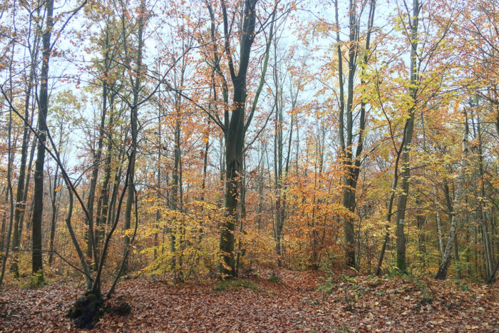 Lire la suite à propos de l’article Découverte de la biodiversité en forêt de Fausses-Reposes