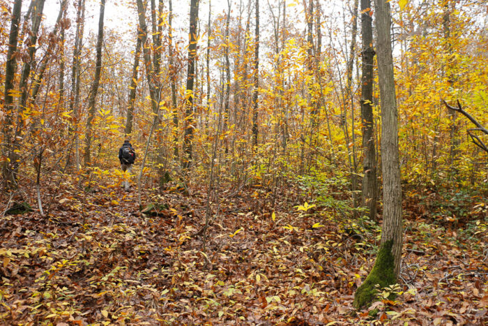 Lire la suite à propos de l’article Hors-piste dans la forêt de Fausses-Reposes
