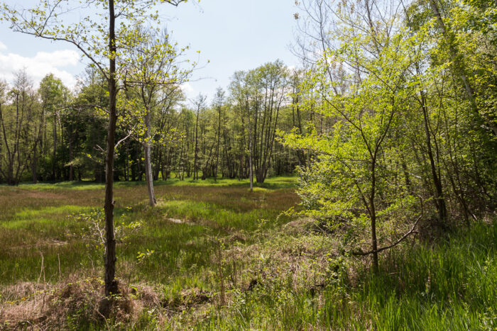 Lire la suite à propos de l’article Le marais de Stors, réserve naturelle et anciennes carrières